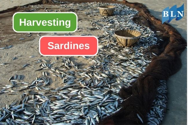 Here are 5 Ways Fishermen Harvest Sardines